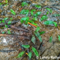 <i>Cryptocoryne wendtii</i>  de Wit